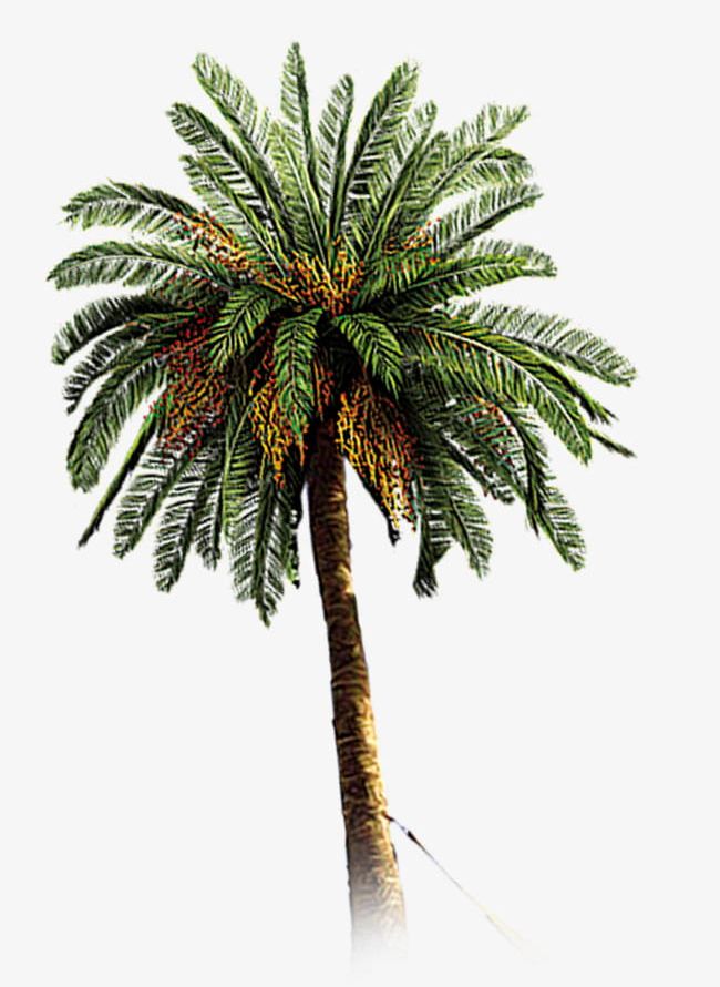 Hand-painted Coconut Trees PNG, Clipart, Botany, Branch, Coconut, Coconut Trees, Forest Free PNG Download