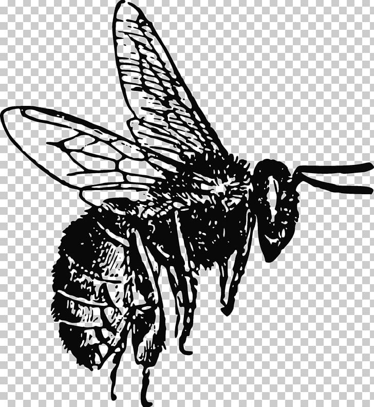 Honey Bee Lip Balm Bee Pollen PNG, Clipart, Arthropod, Artwork, Fictional Character, Food, Honey Free PNG Download