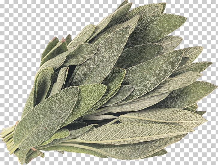 White Sage Common Sage Energy Smudging Plant PNG, Clipart, Burn, Combustion, Common Sage, Energy, Herb Free PNG Download
