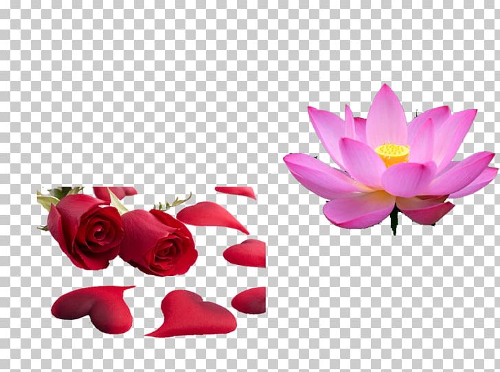 Beach Rose Petal PNG, Clipart, Computer Wallpaper, Cut Flowers, Download, Flora, Floral Design Free PNG Download