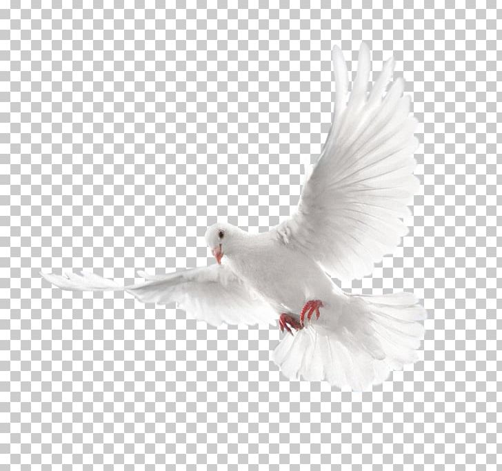 Columbidae Holy Spirit Doves As Symbols PNG, Clipart, Animals, Beak, Bird, Columbidae, Doves As Symbols Free PNG Download