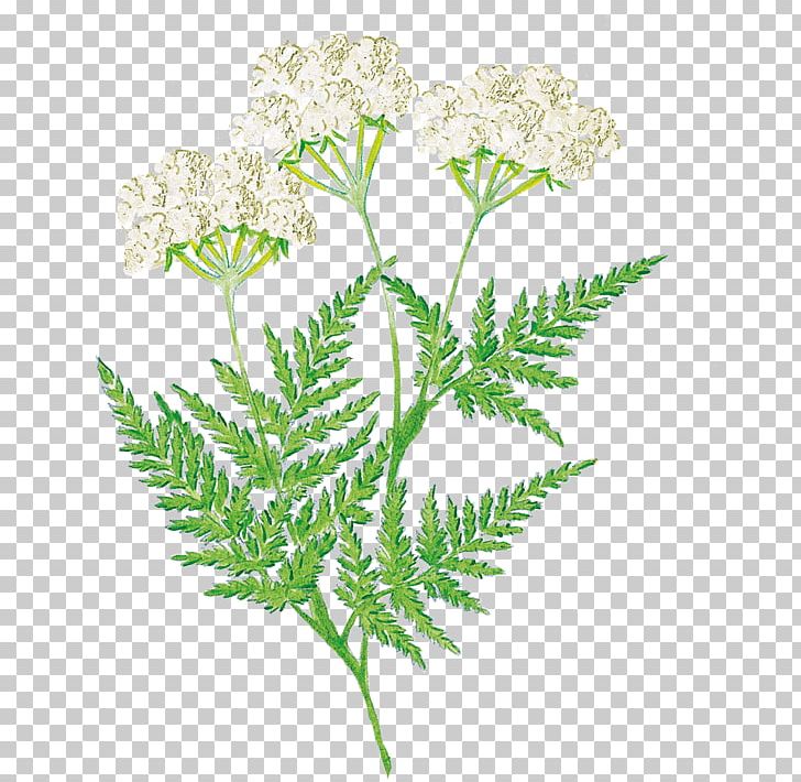 Flower Sweet Cicely Plant Stem Herbalism Leaf PNG, Clipart, Cicely, Flora, Flower, Flowering Plant, Herbalism Free PNG Download