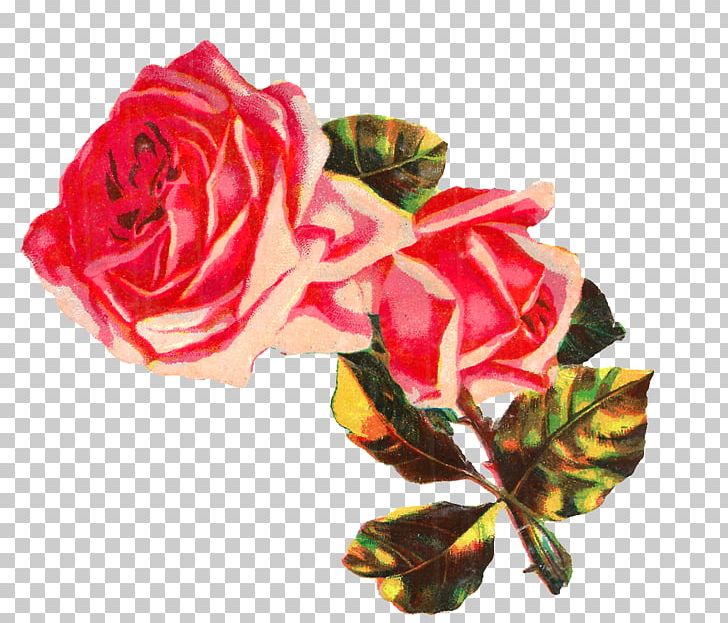 Garden Roses Centifolia Roses Floribunda Cut Flowers PNG, Clipart, Artificial Flower, Centifolia Roses, Chic, Cut Flowers, Floral Design Free PNG Download