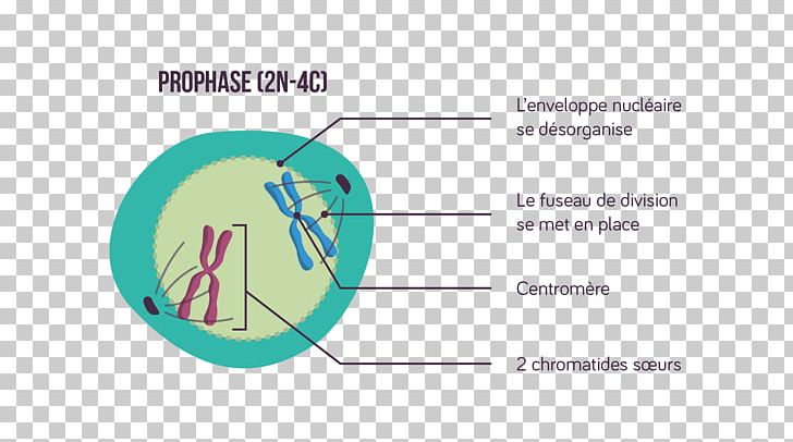 Prophase Cell Division Chromatid Chromosome PNG, Clipart, Anaphase, Angle, Area, Brand, Cell Free PNG Download