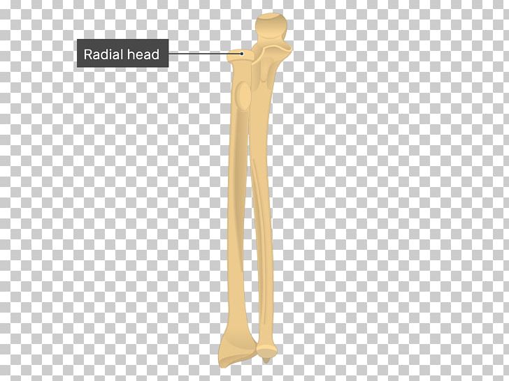 Ulna Radius Bone Anatomy Radial Tuberosity PNG, Clipart, Anatomy, Angle, Arm, Bone, Carpal Bones Free PNG Download