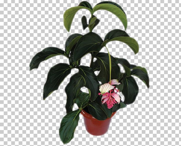 Houseplant Flowerpot Medinilla Magnifica PNG, Clipart, Company, Cut Flowers, Flower, Flowering Plant, Flowerpot Free PNG Download
