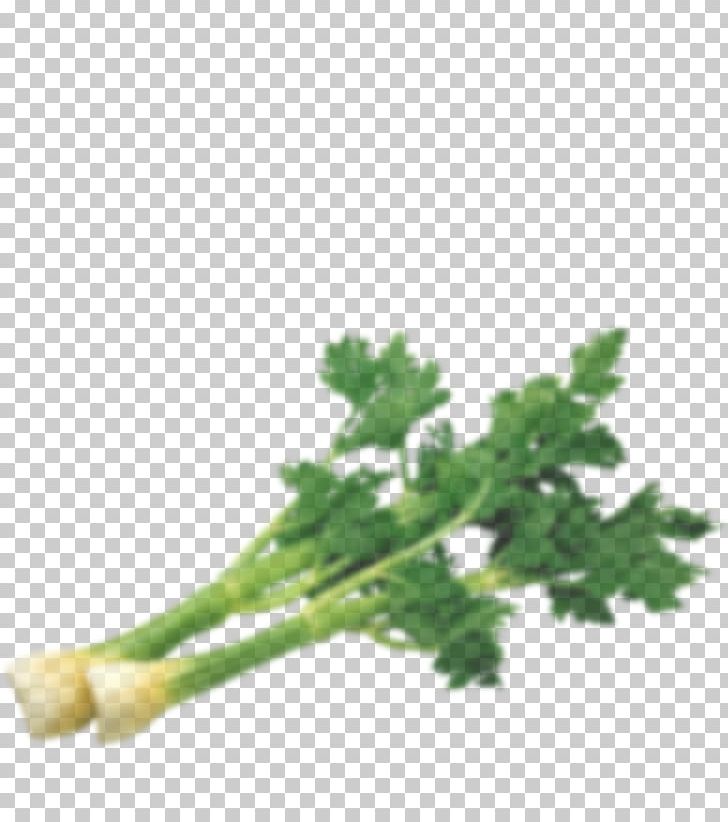 Parsley Food Nutrient Vegetable Coriander PNG, Clipart, Betacarotene, Celery, Coriander, Dietary Fiber, Food Free PNG Download