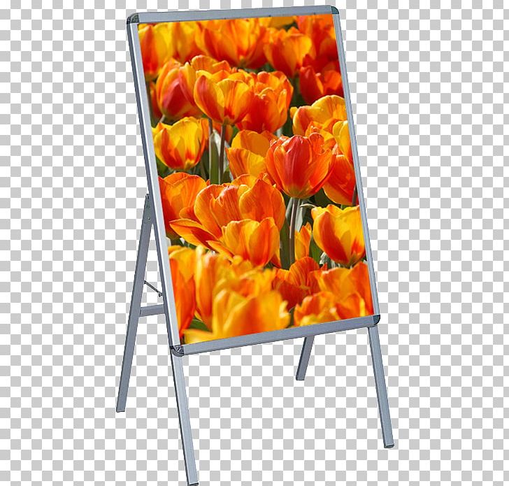 Tulip Clic-clac Cut Flowers Orange S.A. PNG, Clipart, Clicclac, Cut Flowers, Flower, Flowering Plant, Orange Free PNG Download