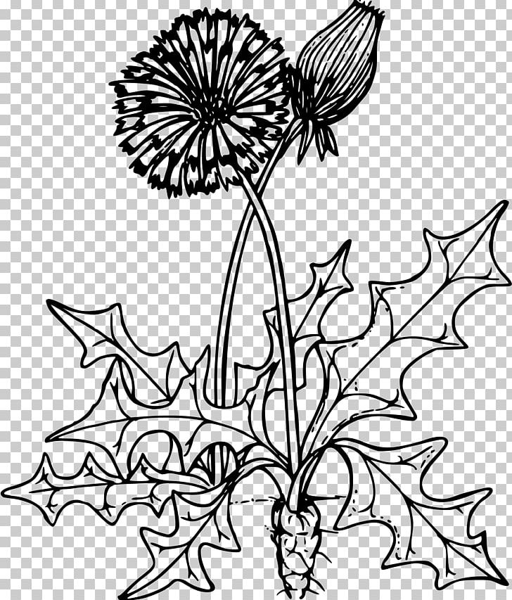 Coloring Book Dandelion Herb Drawing Child PNG, Clipart, Artwork, Black And White, Branch, Cartoon, Child Free PNG Download