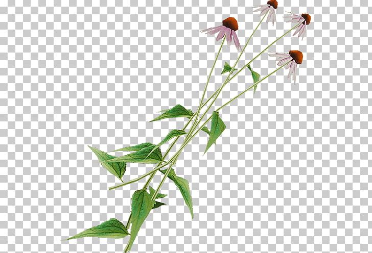 The Forest Ingredient Plant Stem Coneflower PNG, Clipart, Coneflower, Cooking, Eating, Echinacea, Energy Free PNG Download