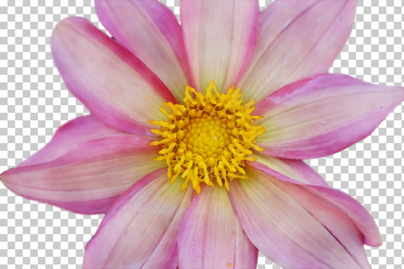 Dahlia Annual Plant Garden Cosmos Chrysanthemum Aster PNG, Clipart, Annual Plant, Aster, Biology, Chrysanthemum, Closeup Free PNG Download