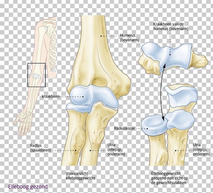 Shoulder Hip Knee Elbow PNG, Clipart, Arm, Art, Bone, Elbow, Hand Free PNG Download