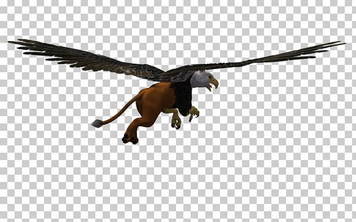 Vulture Velociraptor Eagle Beak Feather PNG, Clipart, Animals, Beak, Bird, Bird Of Prey, Eagle Free PNG Download