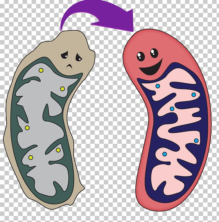Strategies For Engineered Negligible Senescence Mitochondrion Mitochondrial Disease Male Mitochondrial DNA PNG, Clipart, Actor, Celebrities, Cell, Disease, Jason Alexander Free PNG Download