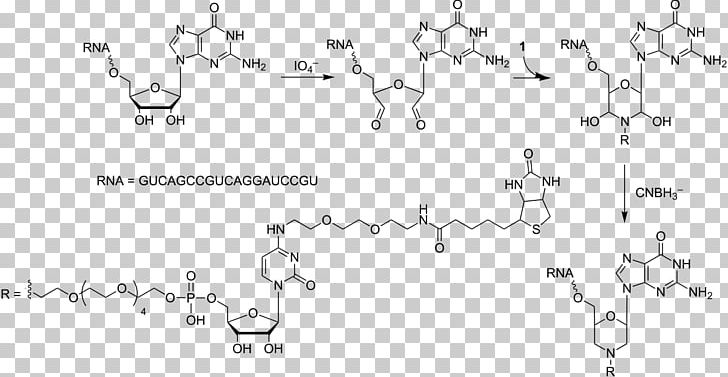 Uridine Monophosphate Uridine Diphosphate Adenosine Monophosphate PNG, Clipart, Acid, Adenosine Monophosphate, Angle, Animal, Area Free PNG Download