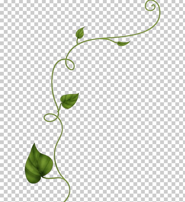 ivy vine drawing