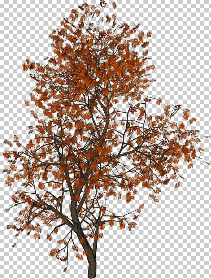 Populus Nigra Tree Autumn Leaf Color PNG, Clipart, Acer Ginnala, Autumn, Autumn Leaf Color, Branch, Building Free PNG Download