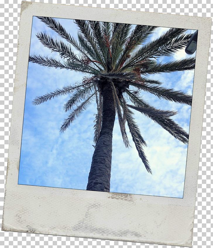 Date Palm Frames Microsoft Azure Arecaceae Sky Plc PNG, Clipart, Arecaceae, Arecales, Date Palm, Microsoft Azure, Palm Tree Free PNG Download