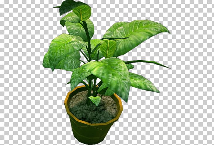 Houseplant Flowerpot Tree PNG, Clipart, Aloe Vera, Bonsai, Chinese Medicinal, Flowerpot, Food Drinks Free PNG Download