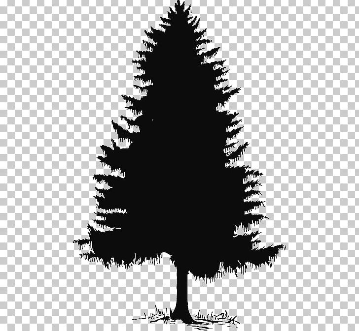Pine Evergreen Fir Tree PNG, Clipart, Black And White, Branch, Cedar, Christmas Decoration, Christmas Tree Free PNG Download
