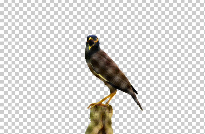 Feather PNG, Clipart, Beak, Biology, Birds, Common Myna, Feather Free PNG Download