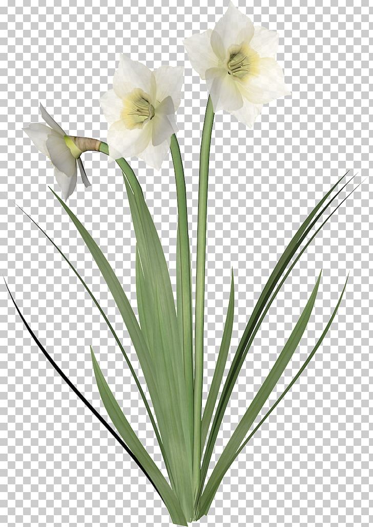 Amaryllis Jersey Lily Cut Flowers Flowerpot Plant Stem PNG, Clipart, Amaryllis, Amaryllis Belladonna, Amaryllis Family, Belladonna, Cari Free PNG Download