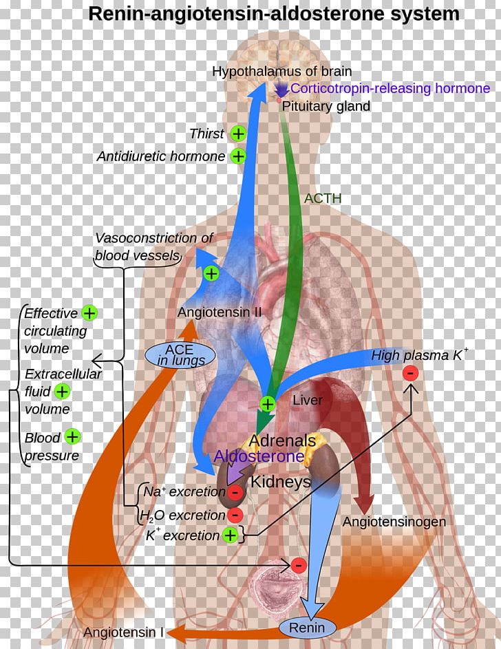 Angiotensin-converting Enzyme Renin–angiotensin System ACE Inhibitor PNG, Clipart, Abdomen, Ace Inhibitor, Angiotensin, Angiotensinconverting Enzyme, Angiotensin Ii Receptor Blocker Free PNG Download