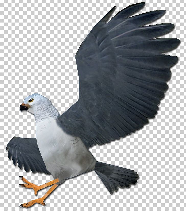 Bald Eagle Hawk Vulture Beak PNG, Clipart, Accipitriformes, Animals, Bald Eagle, Beak, Bird Free PNG Download