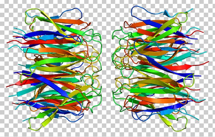 NPM1 Nucleolus Phosphoprotein Structure PNG, Clipart, 2 P, Acute Myeloid Leukemia, Acute Promyelocytic Leukemia, Akt1, Chaperone Free PNG Download