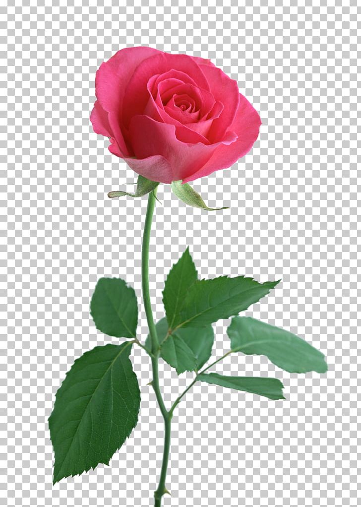 Rose Flower Pink PNG, Clipart, Artificial Flower, Art Long, Bud, China Rose, Clip Art Free PNG Download