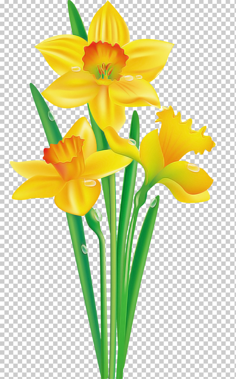 Flower Yellow Cut Flowers Petal Narcissus PNG, Clipart, Amaryllis Family, Cut Flowers, Flower, Narcissus, Petal Free PNG Download