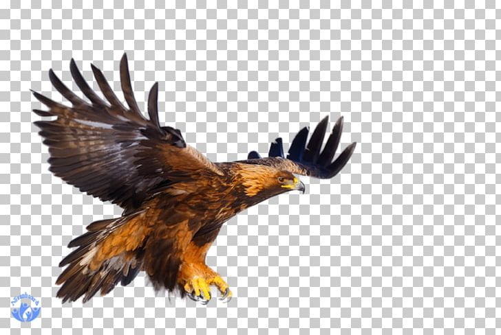 Bald Eagle Bird Hawk White-tailed Eagle Buzzard PNG, Clipart, Accipitriformes, Accipitrinae, Animal, Animals, Bald Eagle Free PNG Download