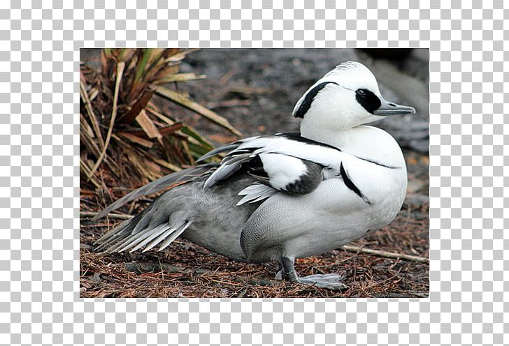 Duck Goose Oligocene Europe Anatidae PNG, Clipart, Anatidae, Animals, Asia, Beak, Bird Free PNG Download