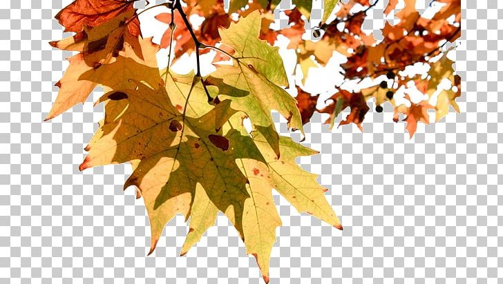 Magyar Mese PNG, Clipart, Autumn, Autumn Leaves, Branch, Deciduous, Desktop Wallpaper Free PNG Download