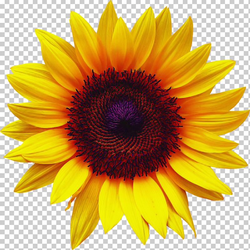 Sunflower PNG, Clipart, Asterales, Closeup, Flower, Petal, Plant Free PNG Download