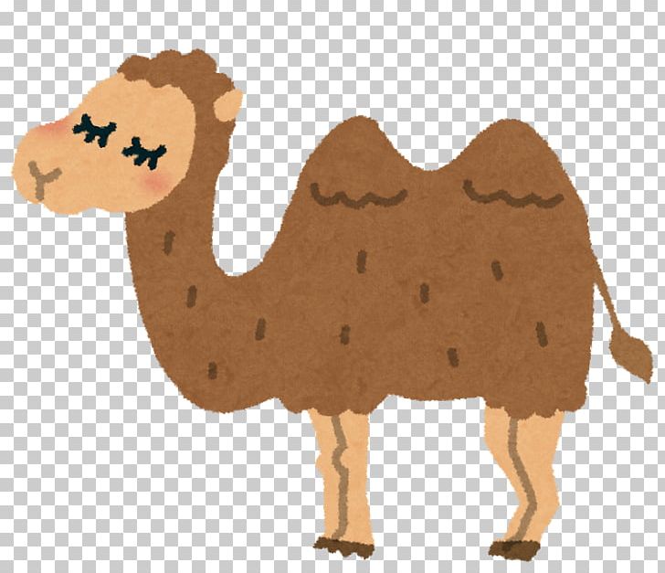 Dromedary Bactrian Camel いらすとや 放課後等デイサービス PNG, Clipart, Animal, Animal Figure, Animal Png, Arabian Camel, Bactrian Camel Free PNG Download
