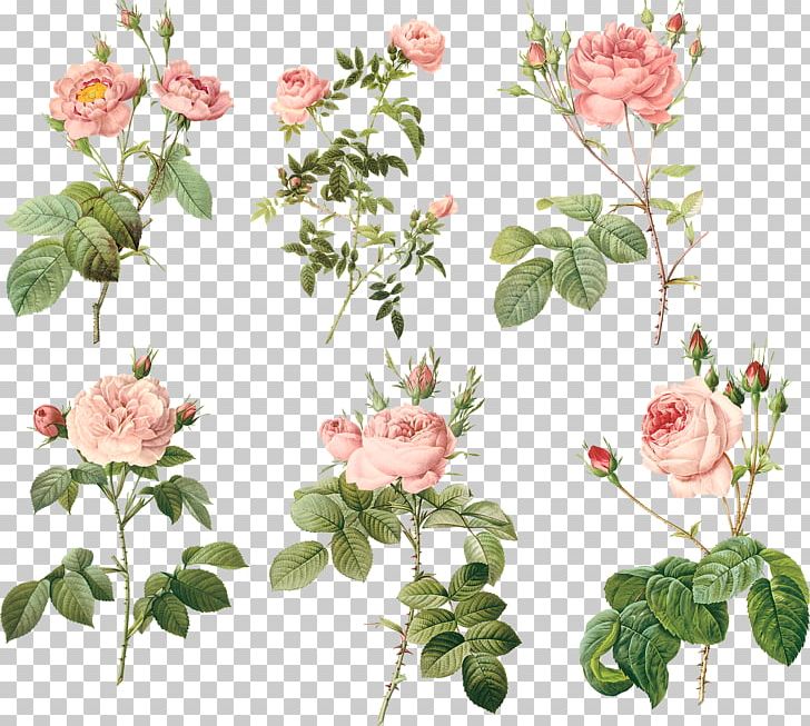 Garden Roses Centifolia Roses MacBook Air Floral Design Flowerpot PNG, Clipart, Artificial Flower, Branch, Color, Colored Pencil, Design Free PNG Download
