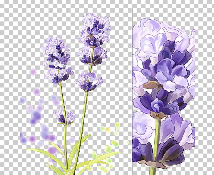 Hyacinthus Orientalis Purple Cartoon PNG, Clipart, Artificial Flower, Color, Cut Flowers, English Lavender, Floral Design Free PNG Download