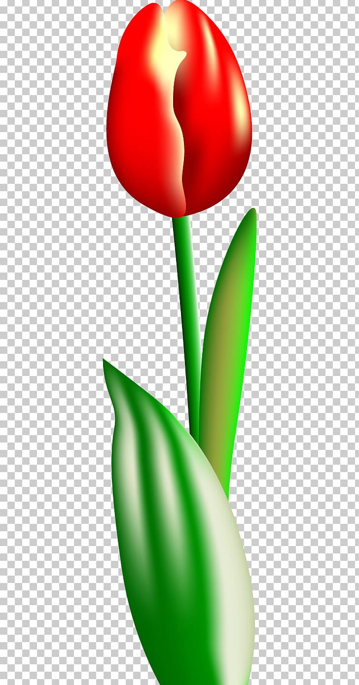 Petal Tulip PNG, Clipart, Flower, Flowering Plant, Flowers, Heart, Naver Free PNG Download