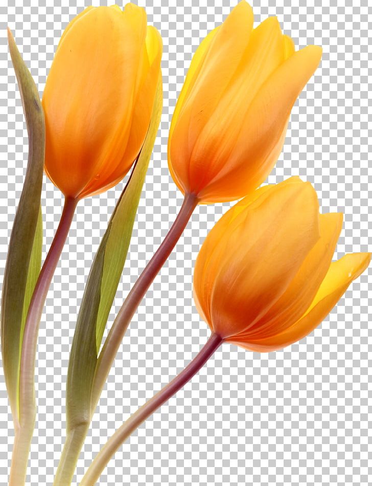 Tulip Cut Flowers Plant Stem PNG, Clipart, Bud, Cut Flowers, Drawing, Flower, Flowering Plant Free PNG Download