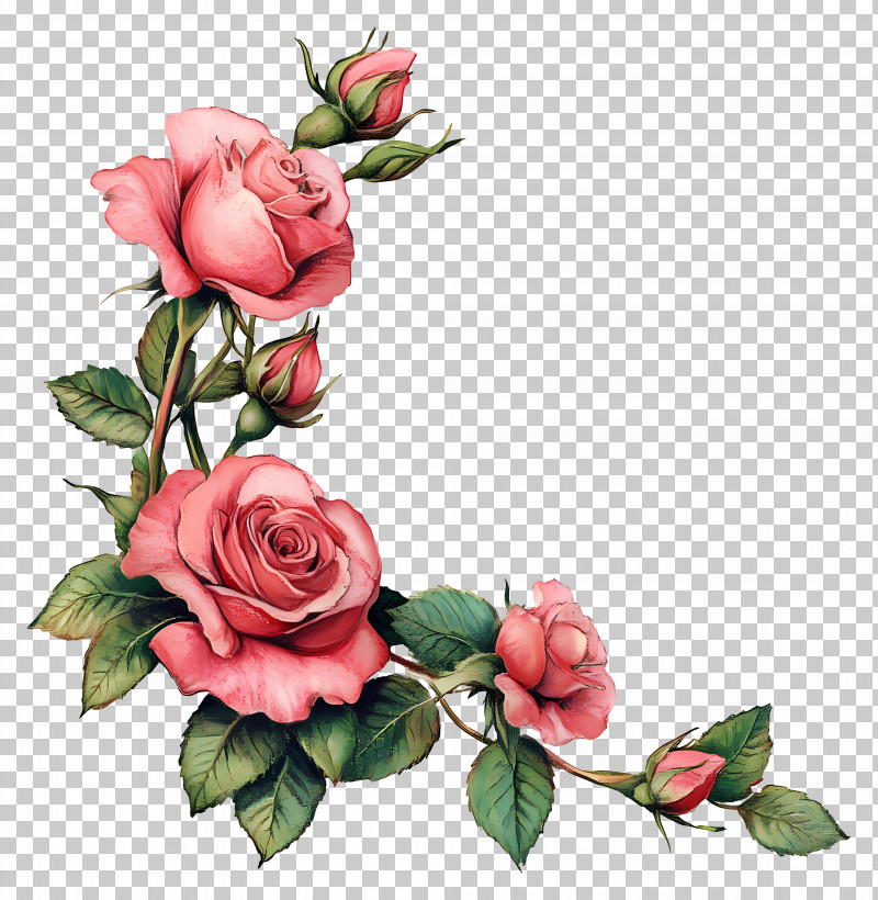 Rose Border - Beautiful Orange Roses In Bloom PNG, Clipart, Beauty ...