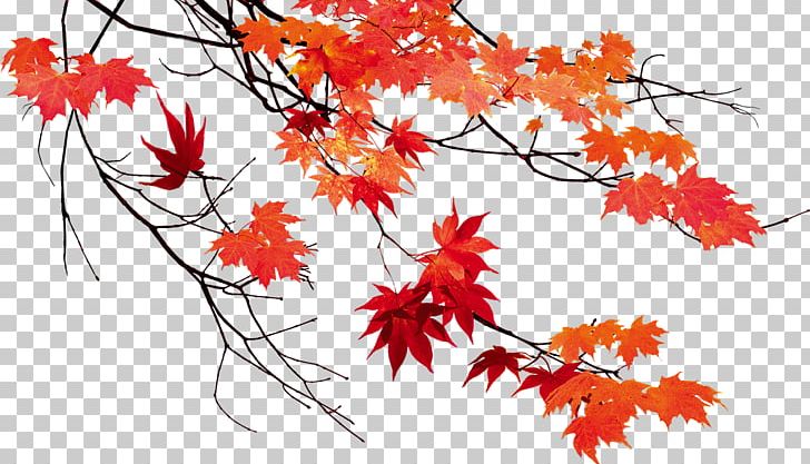 Autumn leaf, fall leaf, leaf, maple, maple leaf icon - Download on