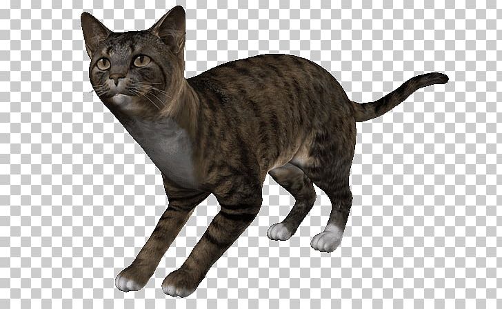 California Spangled European Shorthair Sokoke Toyger Whiskers PNG, Clipart, Animal, Asian, California Spangled, Campers, Carnivoran Free PNG Download
