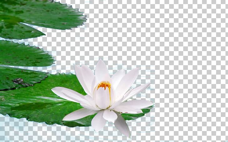 Egyptian Lotus Nelumbo Nucifera High-definition Television PNG, Clipart, 4k Resolution, 1080p, Aquatic Plant, Computer Wallpaper, Display Resolution Free PNG Download