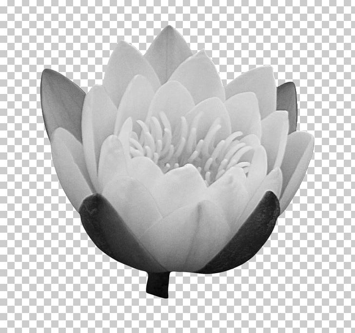 Flower PNG, Clipart, Black And White, Flower, Monochrome, Monochrome Photography, Nature Free PNG Download