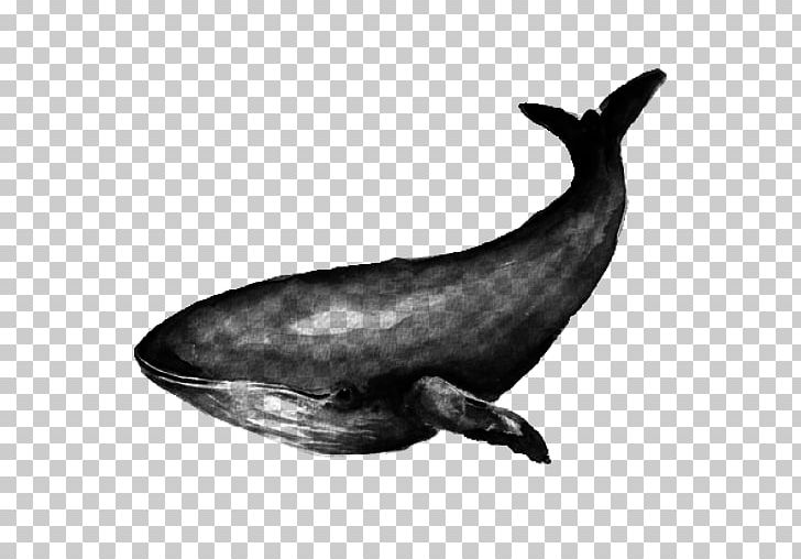 Tucuxi White-beaked Dolphin Common Bottlenose Dolphin Whale PNG, Clipart, Animals, Blue Whale, Cetacea, Common Bottlenose Dolphin, Dolphin Free PNG Download