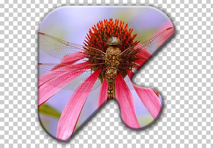 Insect Dragonfly Desktop PNG, Clipart, 1080p, Animal, Animals, Closeup, Desktop Metaphor Free PNG Download