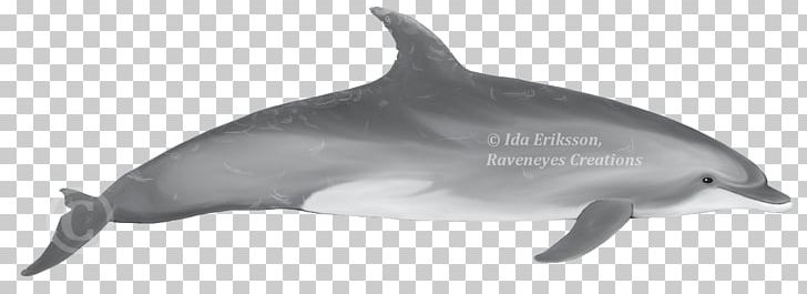 Spinner Dolphin Common Bottlenose Dolphin Short-beaked Common Dolphin Striped Dolphin Rough-toothed Dolphin PNG, Clipart, Black And White, Bottlenose Dolphin, Cetacea, Clymene Dolphin, Dolphin Free PNG Download