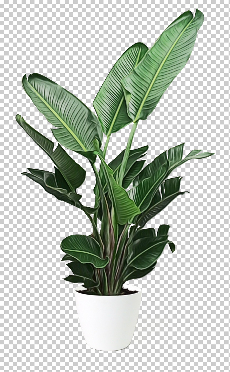 Palm Trees PNG, Clipart, Arecales, Arrowroots, Flowerpot, Foresight, Houseplant Free PNG Download