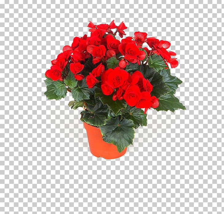 Begonia Flower Houseplant Garden PNG, Clipart,  Free PNG Download
